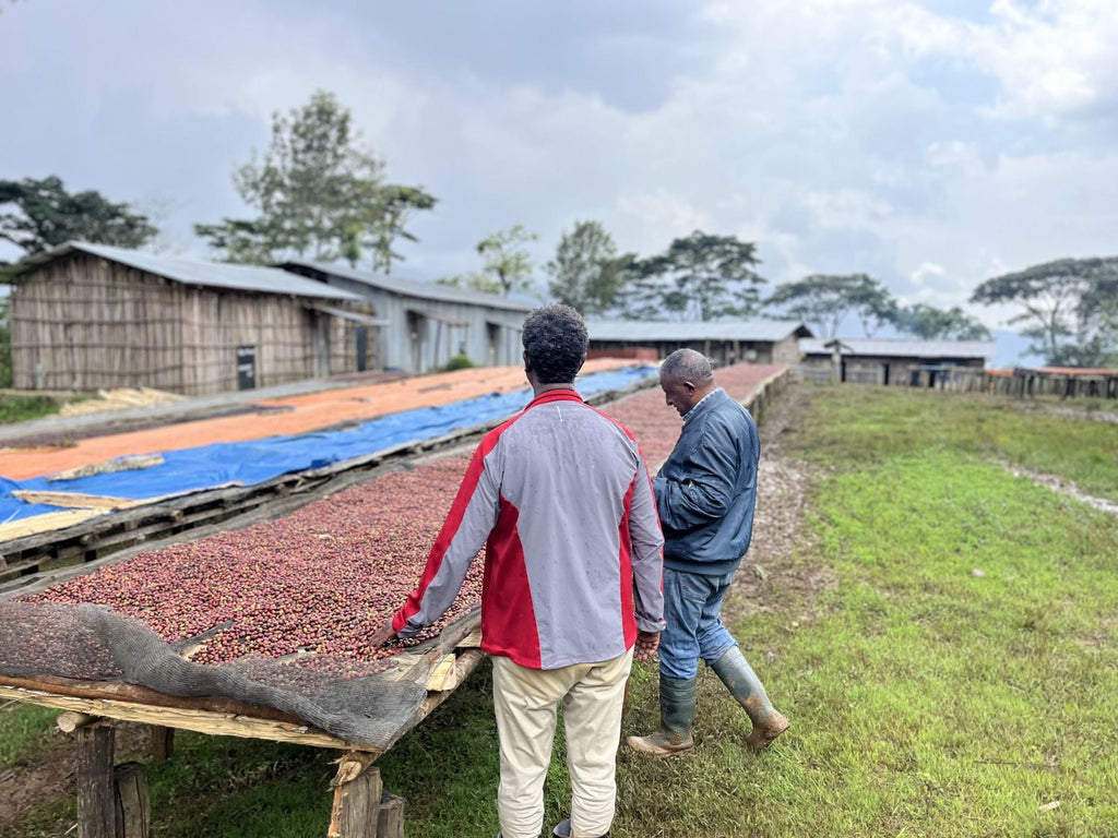 Etiopien Sheka forest reserve - direct trade koffeinfri Espresso