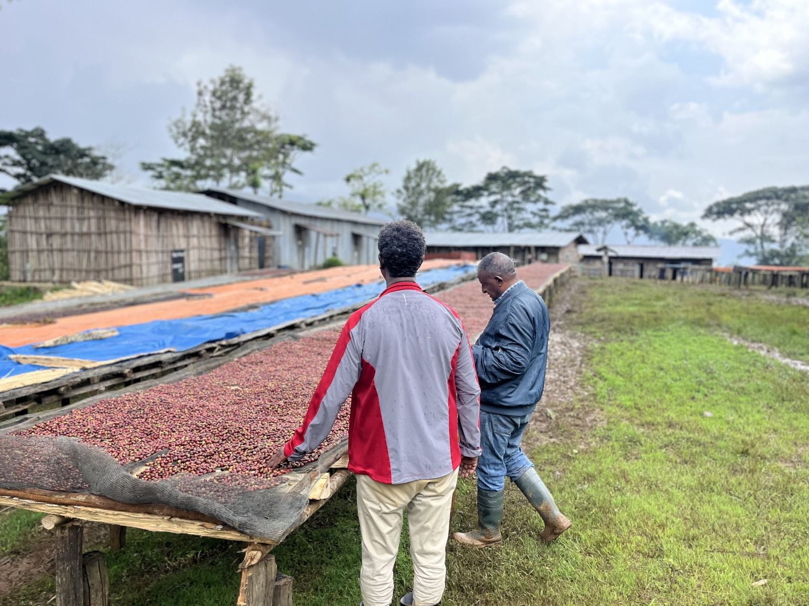Etiopien Sheka forest reserve - direct trade koffeinfri Espresso
