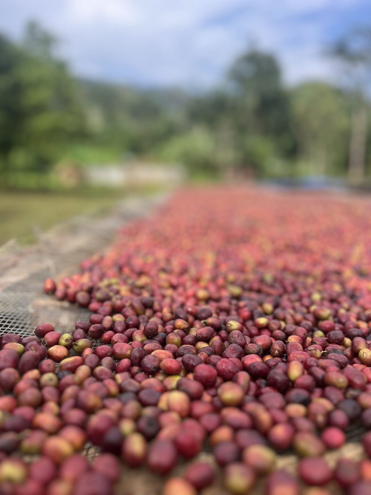 Etiopien Sheka forest reserve - direct trade koffeinfri Espresso