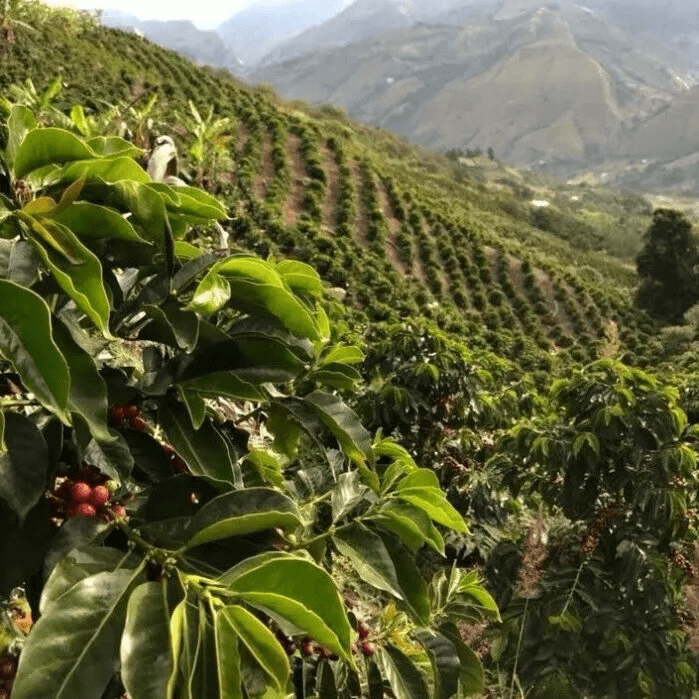 Venezuela Trujillo Lavado Filter