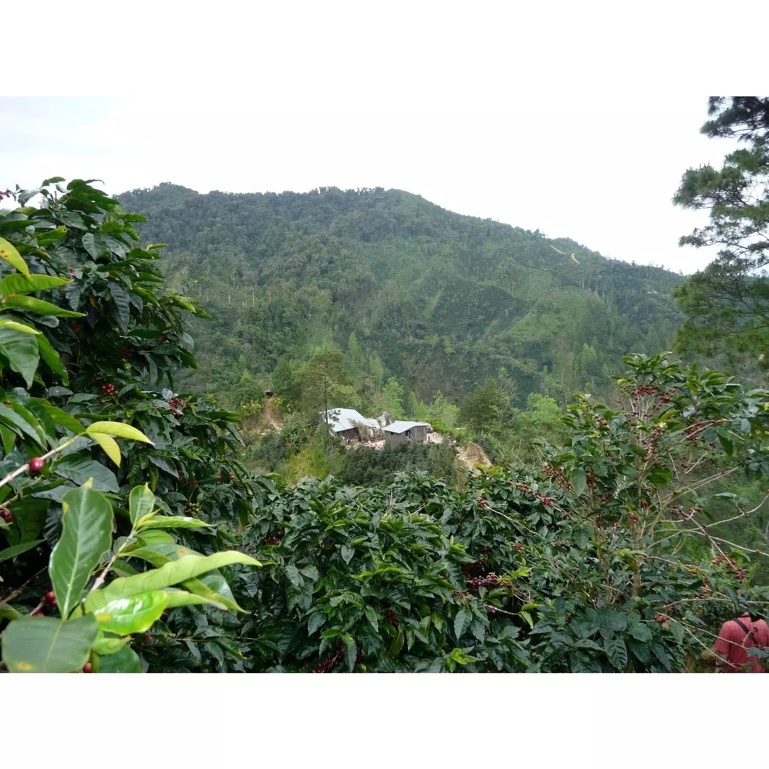 Nicaragua Amarillo direct trade Espresso